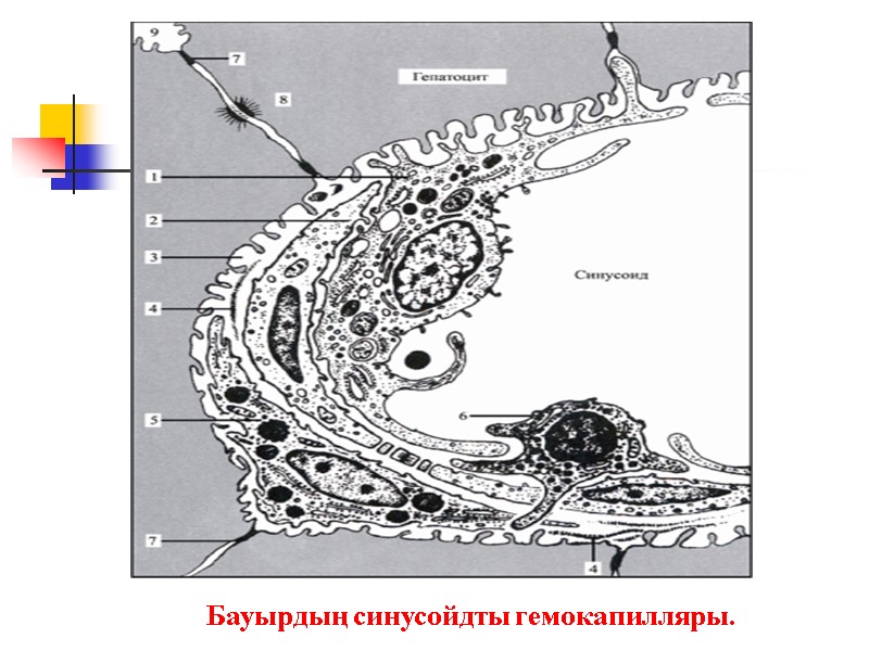 Бауырдың синусойдты гемокапилляры.